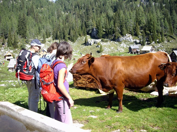 Božali smo kravice na Planini Dedno Polje